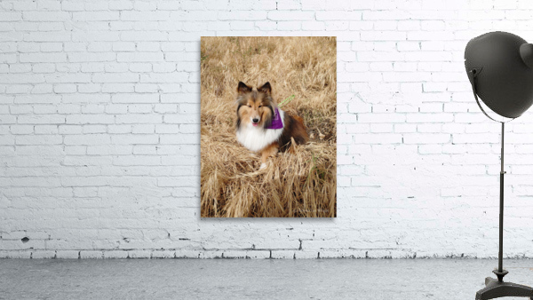 Sheltie Sass Wall Preview