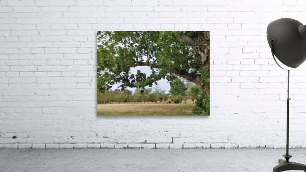 Island View5 Wall Preview