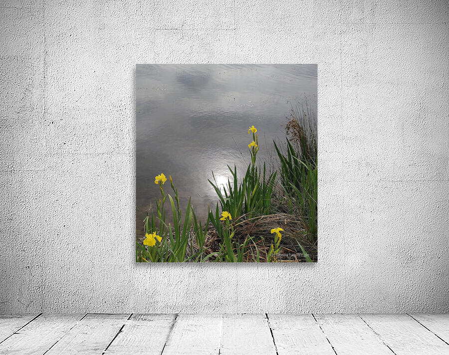 Yellow Iris Wall Preview