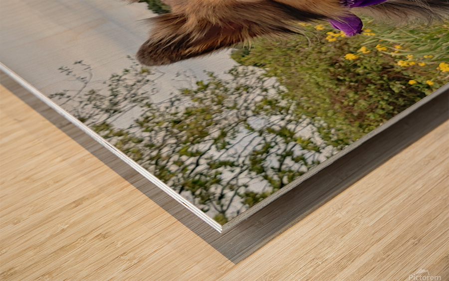 Sheltie   I got this Wood print