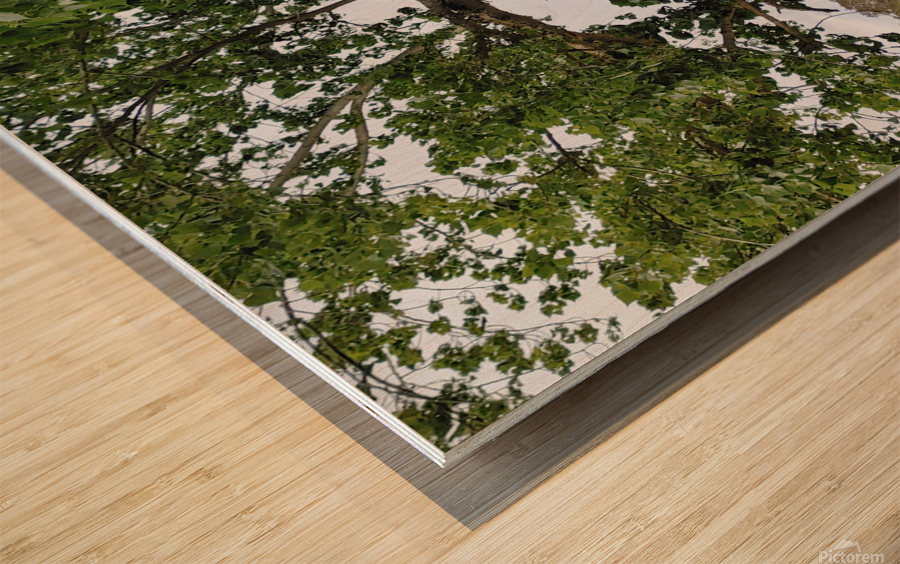 Island View5 Wood print