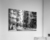 In The Silver Forest Acrylic Print