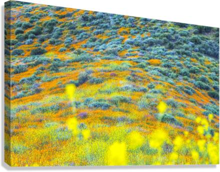 Wild About Wildflowers Canvas Print