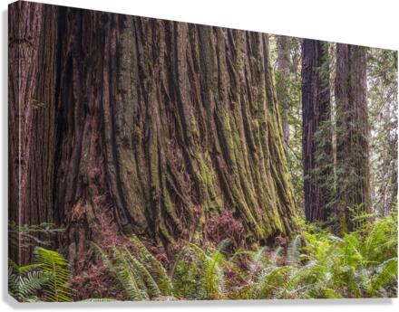 Ancient Beauty Canvas Print