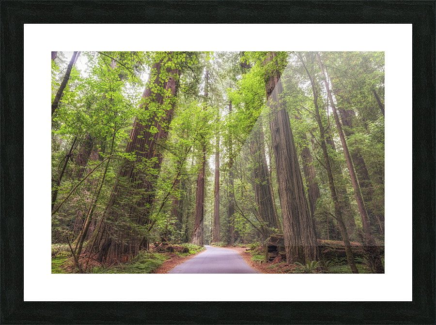A Path Through The Redwoods Picture Frame print