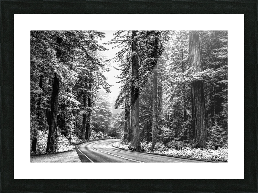 In The Silver Forest Picture Frame print