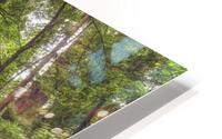 A Path Through The Redwoods HD Metal print