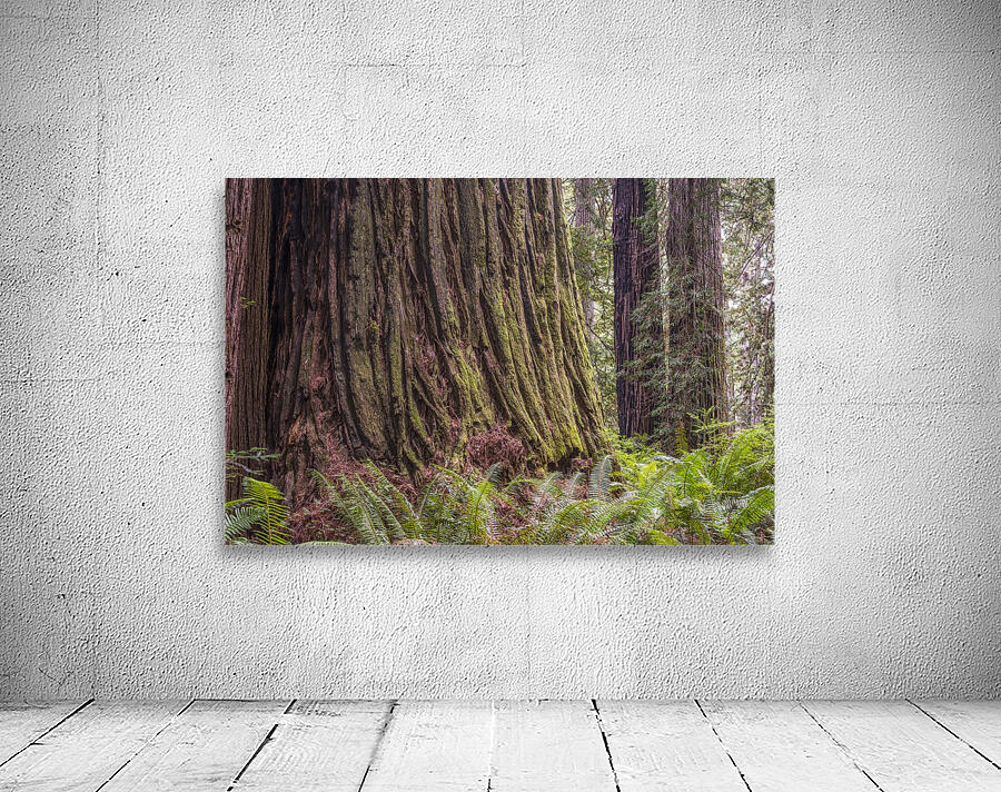 Ancient Beauty Wall Preview