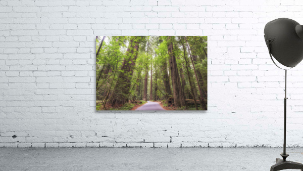 A Path Through The Redwoods Wall Preview