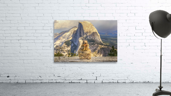 The Squirrel & Half Dome Wall Preview