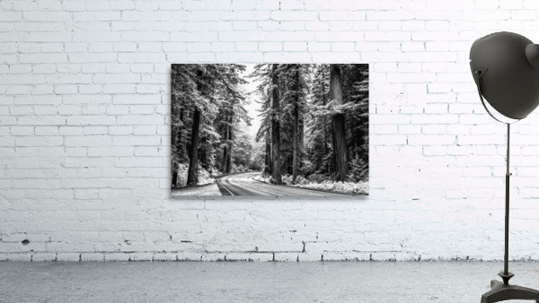 In The Silver Forest Wall Preview