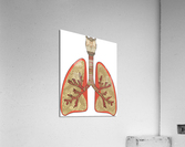 lungs trache Acrylic Print