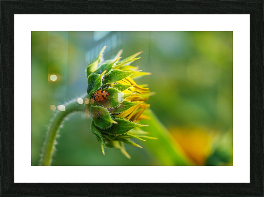 Ladybug and Sunflower Picture Frame print