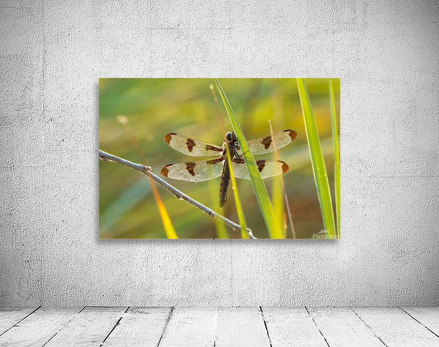Dragonfly Wall Preview