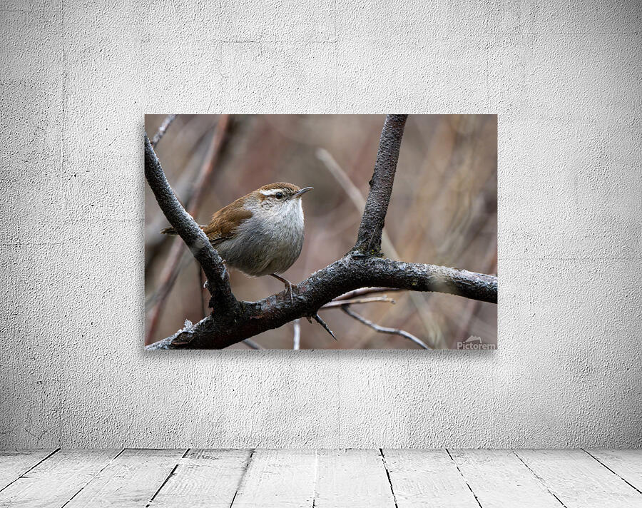 Bewicks Wren Wall Preview