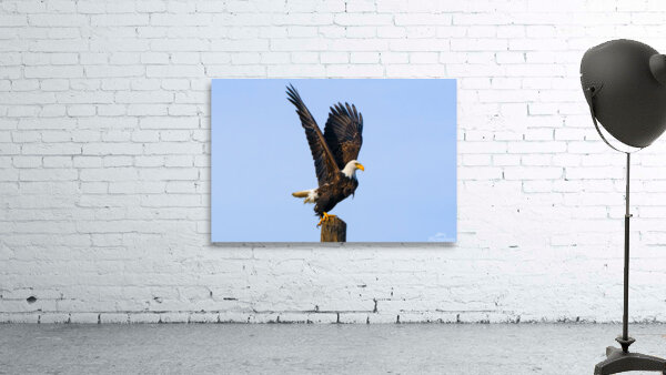 Bald Eagle II Wall Preview