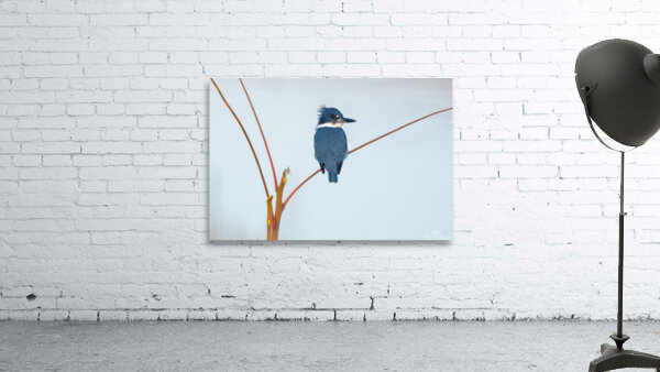 Belted Kingfisher Wall Preview
