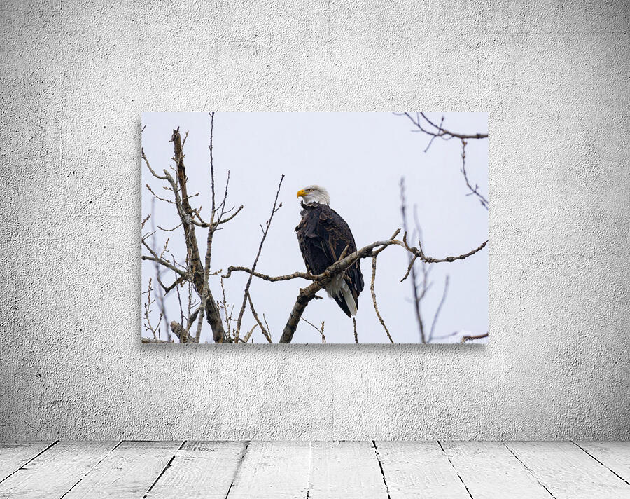 Bald Eagle I Wall Preview