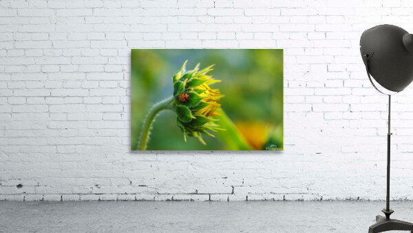 Ladybug and Sunflower Wall Preview