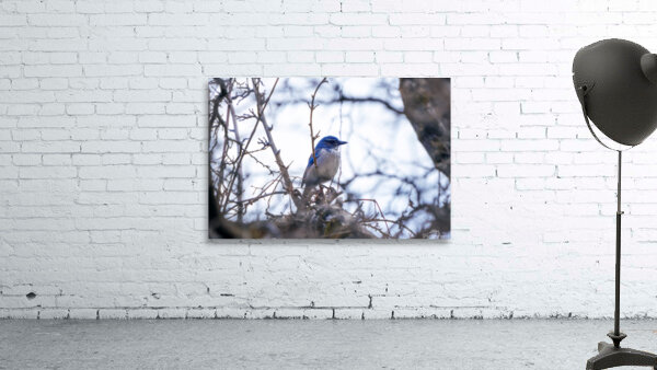 California Scrub-Jay Wall Preview