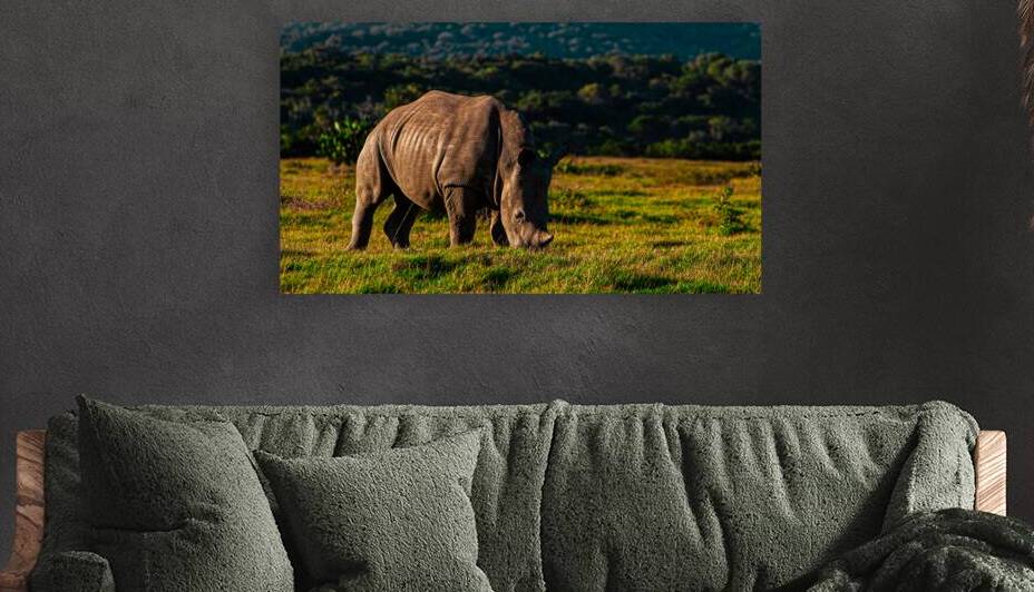 South Africa White Rhino by Vox9r