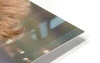 Lion Watching HD Metal print