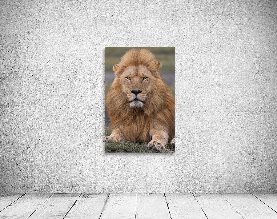 Lion Watching Wall Preview