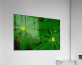 Green umbrella Acrylic Print