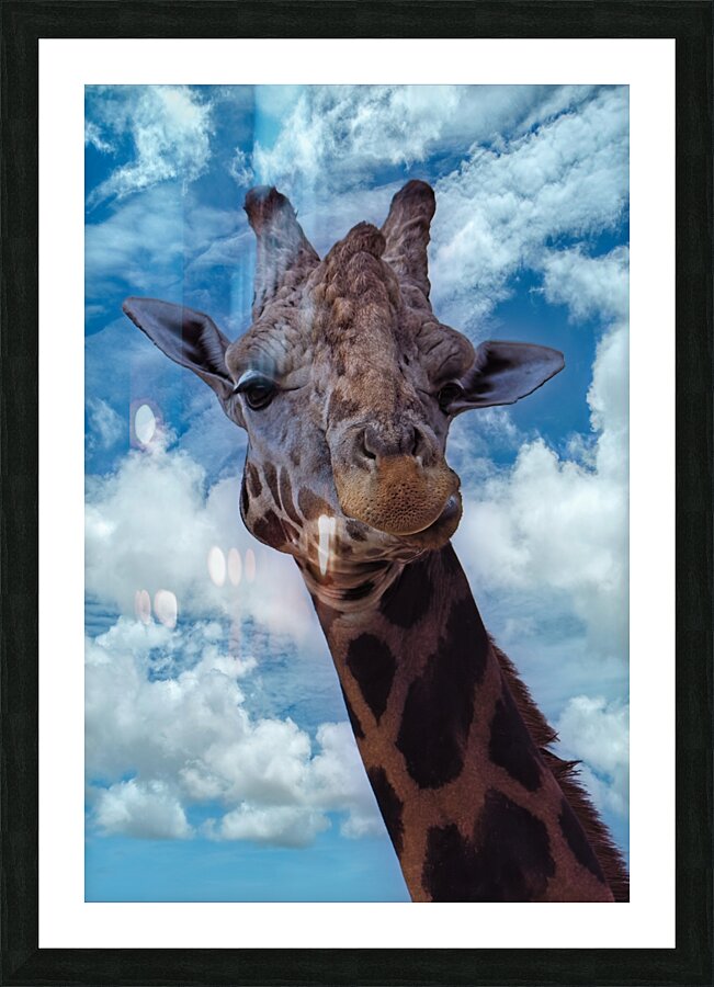 Fine Art print