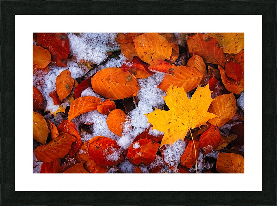  Fine Art print
