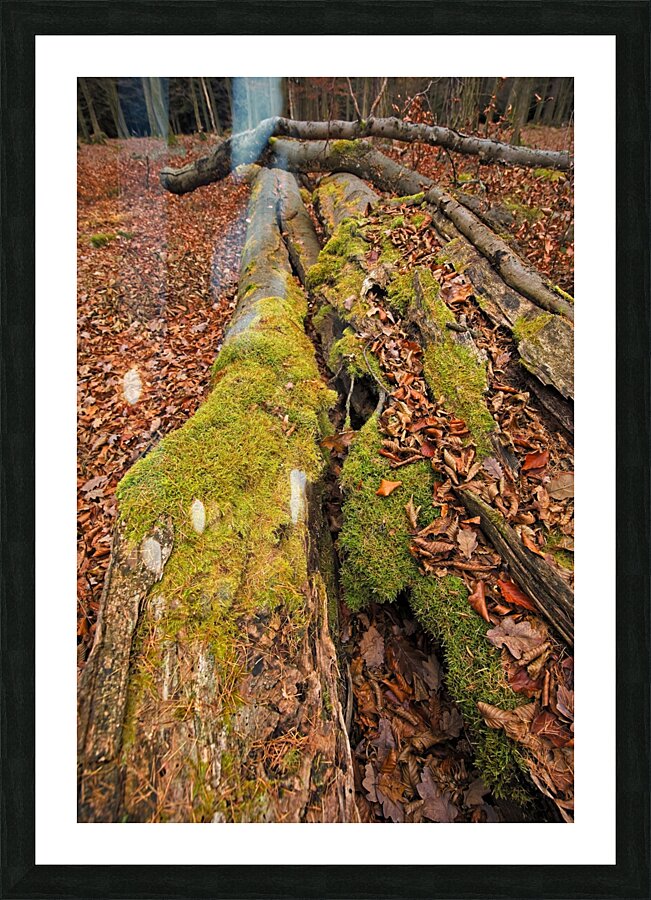 Overgrown with moss Picture Frame print