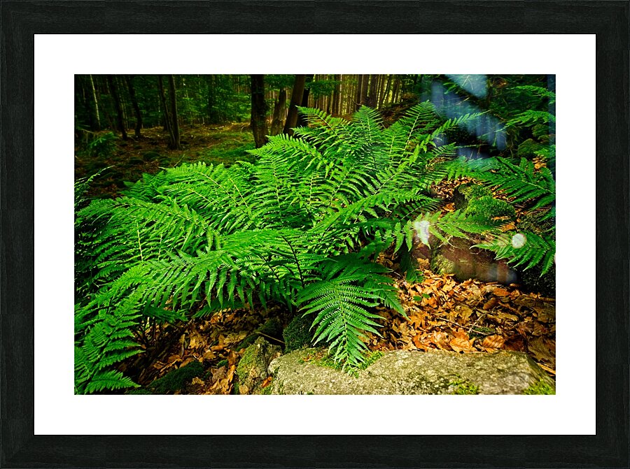 Green bracken Picture Frame print