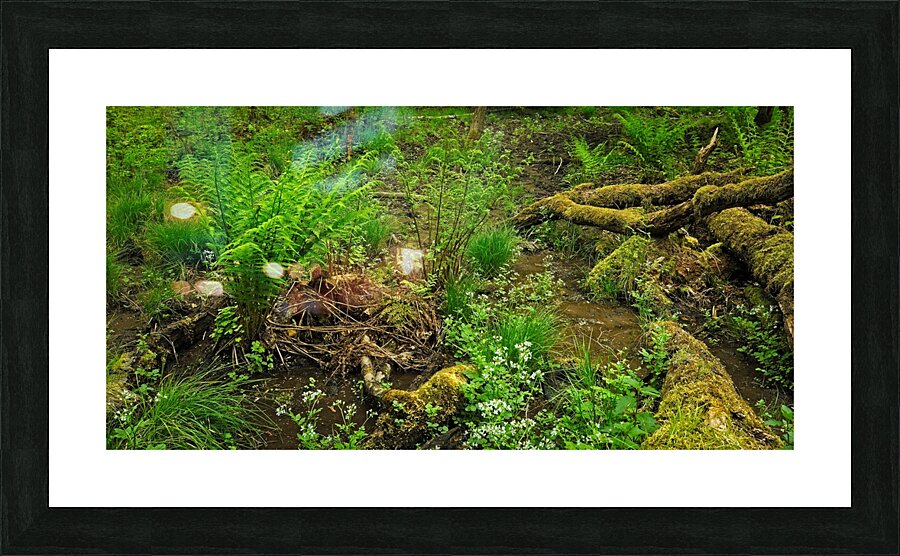 Forest understory Picture Frame print