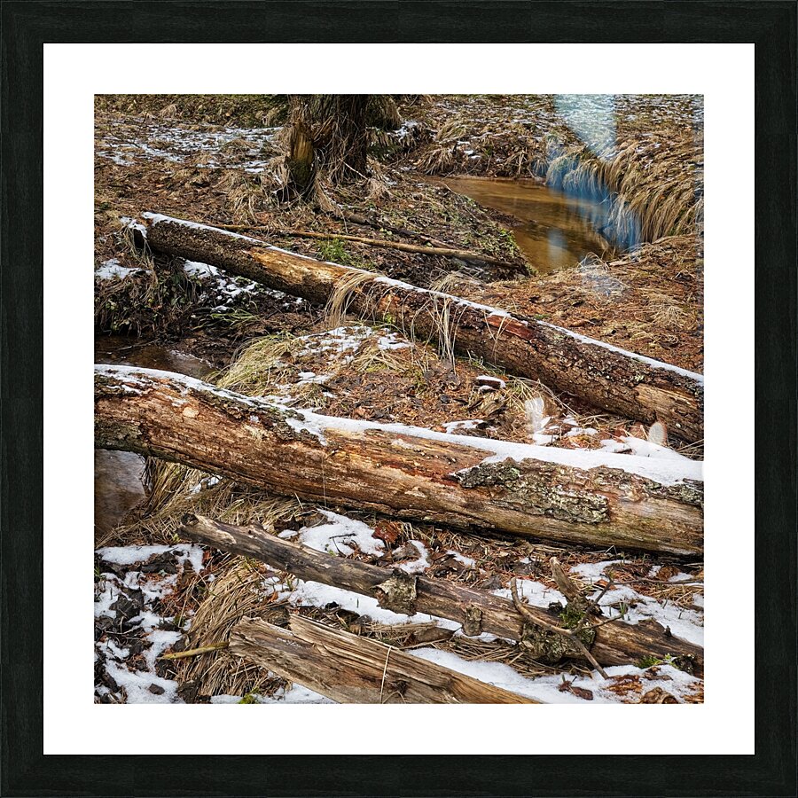 Fallen trees Picture Frame print