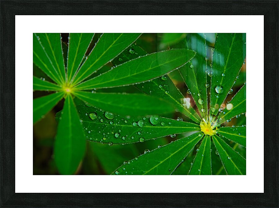 Green umbrella Picture Frame print