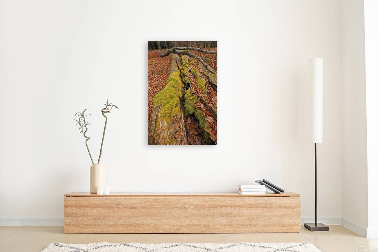 Overgrown with moss Reproduction