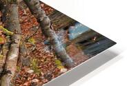 Overgrown with moss HD Metal print