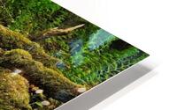 Forest understory HD Metal print