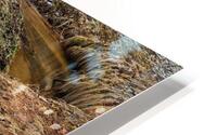 Fallen trees HD Metal print