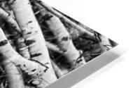 Birches II HD Metal print