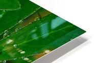 Green umbrella HD Metal print