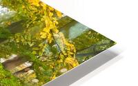 Autumn forest HD Metal print