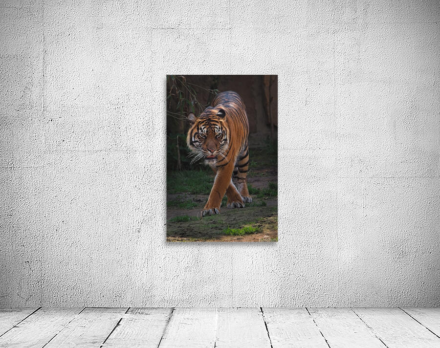 Siberian tiger Wall Preview