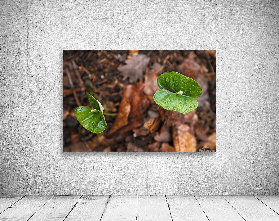 Beech seedlings II Wall Preview