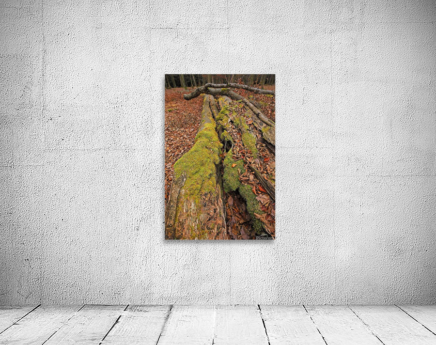 Overgrown with moss Wall Preview