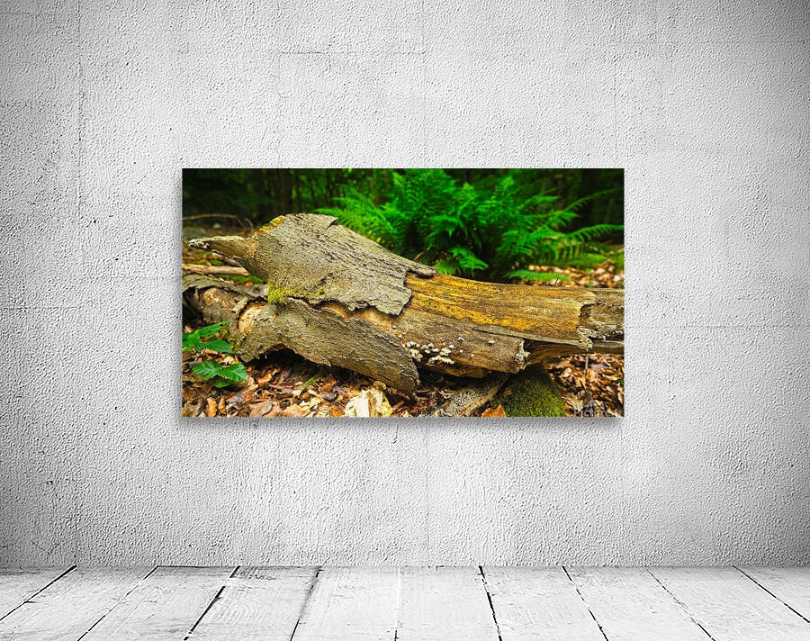 Forest wood Wall Preview