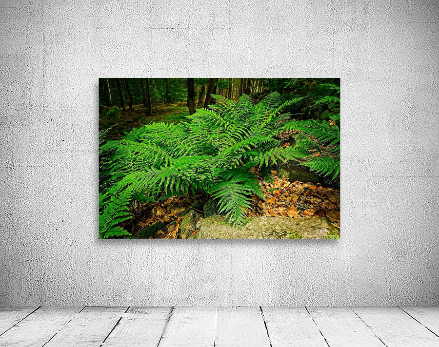 Green bracken Wall Preview