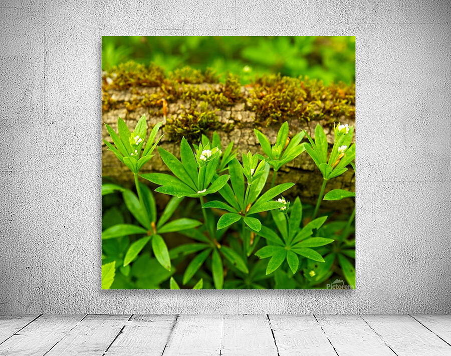 Hidden under a fallen tree trunk Wall Preview