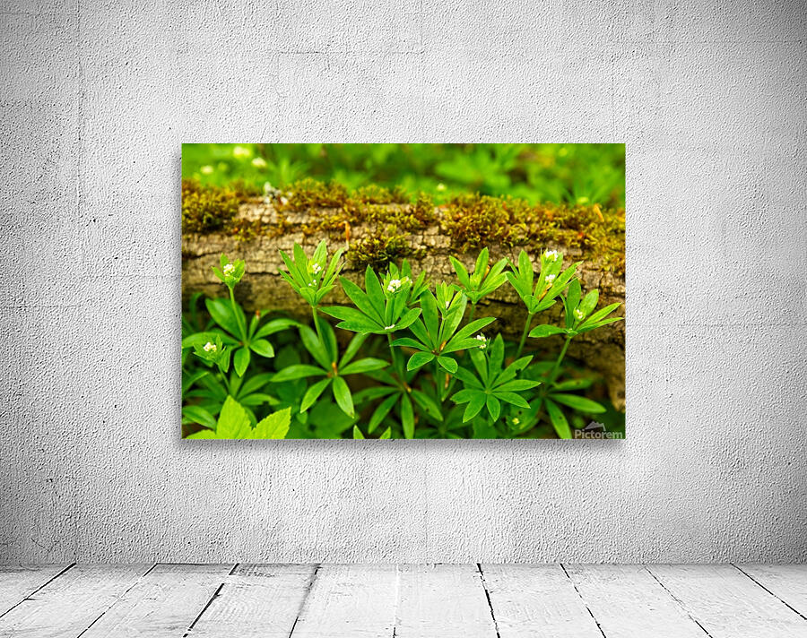 Hidden under a fallen tree trunk II Wall Preview