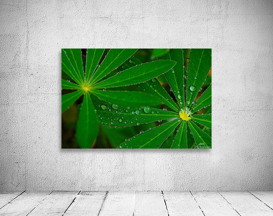 Green umbrella Wall Preview